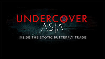 Undercover Asia Season 10: Inside The Exotic Butterfly Trade